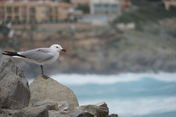 Möwe auf Felsen am Meer