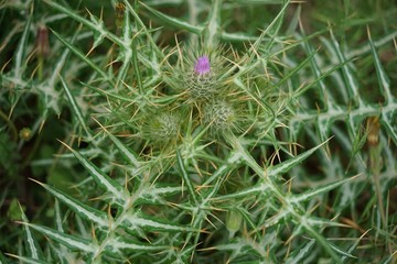 Distel mit lila Bl&uuml;ten