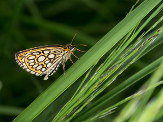 Large chequered skipper butterfly, female with eggs on grass background