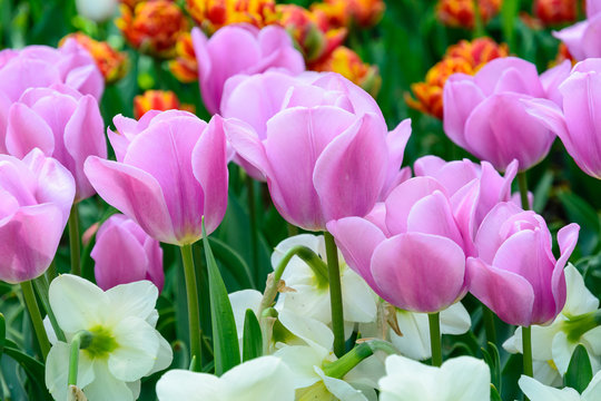 Spring flowers, tulips. Arboretum.