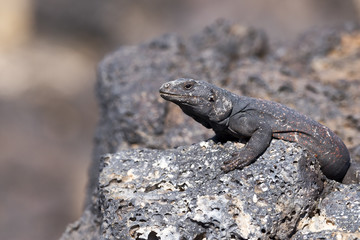 Chuckwalla Lizard