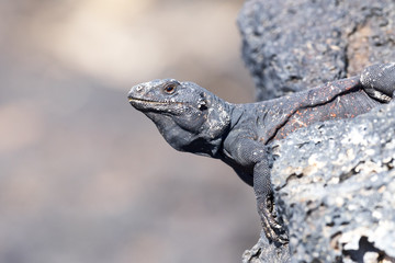 Chuckwalla Lizard