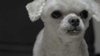 Close up dog watching something. Dog watching and paying attention to something