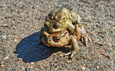 Small toad riding the smaller one