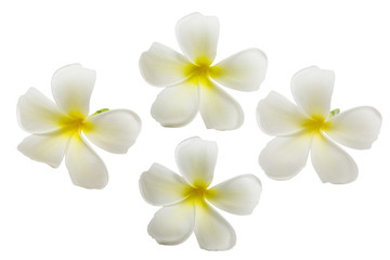 beautiful White plumeria rubra flower isolated on White background
