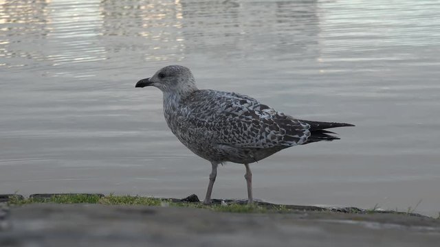 Herring gull eating, vomiting and defecating 