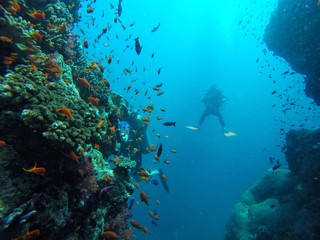 Fototapeta na wymiar scuba diver in South Pacific