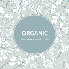 Background with handdrawn herbs. Decorative frame. Vintage style