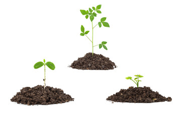  Young green plant on  the soil ,on white background