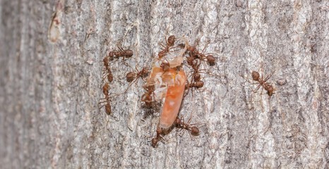 Ant to taken shrimp shell as food