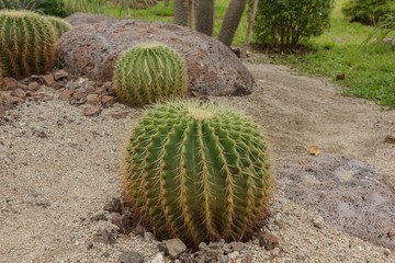 Cactus in the garden