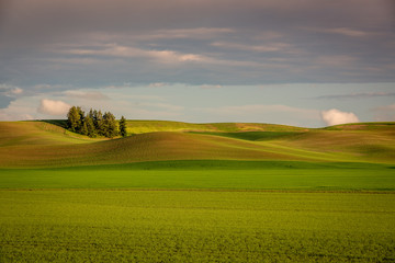 Colorfull spring crops of the Palouse Country