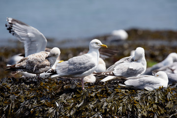 Herring Gull