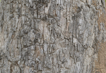 bark tree texture background wallpaper pattern wooden detail brown old dry