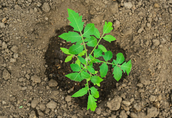top view young tomato plant in open ground