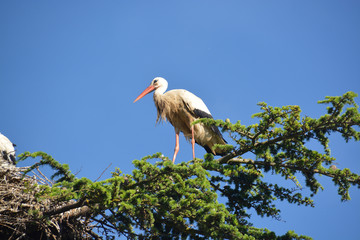 cigüeña sobre un árbol