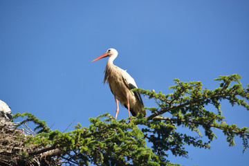 cigüeña sobre las ramas de un árbol