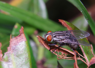 Fly insect on treen in the green garden in thaialnd.