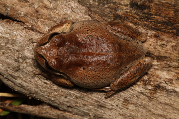 Rana temporaria