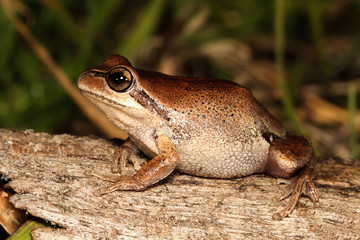 Naklejka premium Rana temporaria