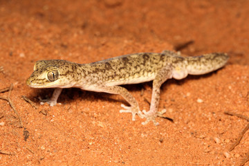 Lizard on the sand