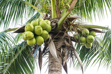 coconut palm