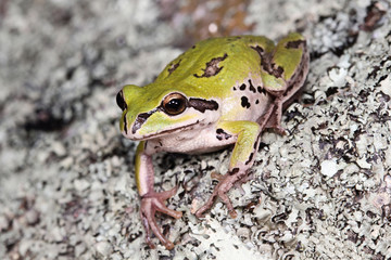 White-lipped tree frog (Litoria infrafrenata) close-up