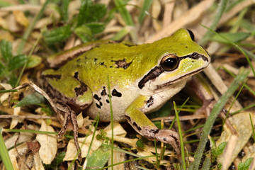 Australian green tree frog (Litoria verreauxii)