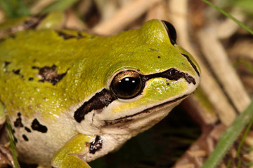Alpie green tree frog