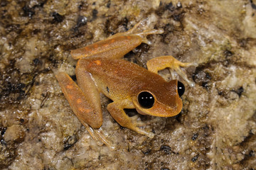 Australian Frog