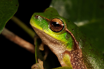 frog is in a natural habitat