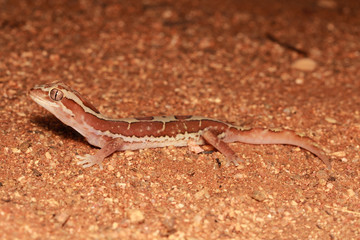 Diplodactylus steindachneri. The box-patterned gecko is a nocturnal, medium sized gecko that has a pale strip with three patches of brown along its back.
