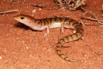 Diplodactylus steindachneri. The box-patterned gecko is a nocturnal, medium sized gecko that has a pale strip with three patches of brown along its back.