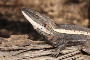 Amphibolurus is a genus of lizards native to Australia.
