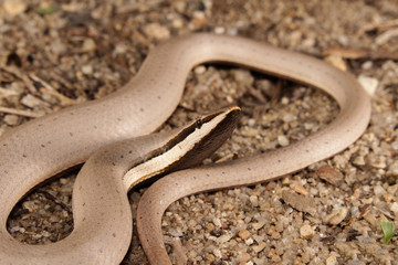 Burton's legless lizard is a species of pygopodid lizard which means that it lacks forelegs and has only rudimentary hind legs. Pygopodid lizards are also referred to as 