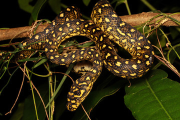 Morelia spilota, commonly referred to as carpet python and diamond pythons, is a large snake of the...