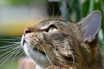 Handsome male cat playing outdoors