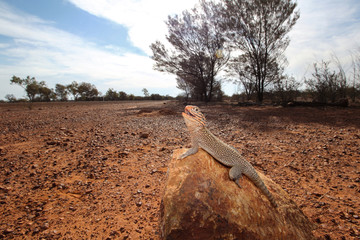 The central netted dragon or central netted ground dragon, Ctenophorus nuchalis, is a species of...