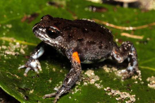 The Bibron's toadlet or brown toadlet (Pseudophryne bibronii) is a species of Australian ground-dwelling frog.