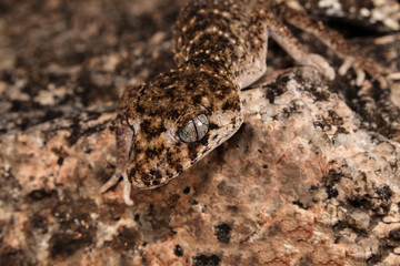 Underwoodisaurus sphyrurus is a species of lizard in the Gekkonidae family. It is endemic to Australia.