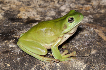 The Australian green tree frog, simply green tree frog in Australia, White's tree frog, or dumpy tree frog is a species of tree frog native to Australia and New Guine.