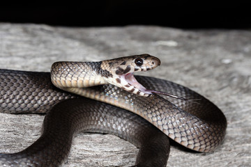The Pale-headed Snake is grey to dark grey. The head is distinctly marked with black blotches and has a pale grey band across the nape.