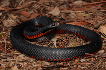 The red-bellied black snake is a species of elapid snake native to eastern Australia. Though its venom is capable of causing significant morbidity, a bite from it is not generally fatal.