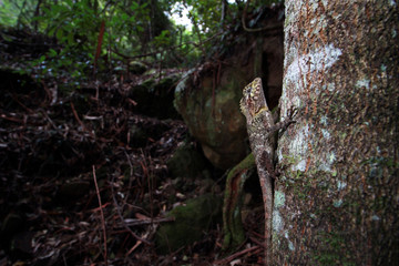 The southern angle-headed dragon or southern forest dragon is a species of agamid lizard endemic to Australia.