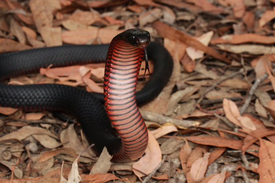The red-bellied black snake is a species of elapid snake native to eastern Australia. Though its venom is capable of causing significant morbidity, a bite from it is not generally fatal.