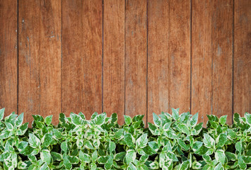 Green plants with old wooden wall background