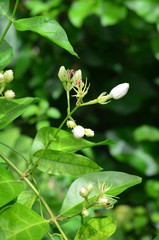 Obraz premium jasmine