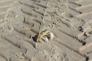 Ghost crab (Ocypode ryderi) close-up.