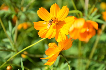 Blooming flower with bee searching honeydew