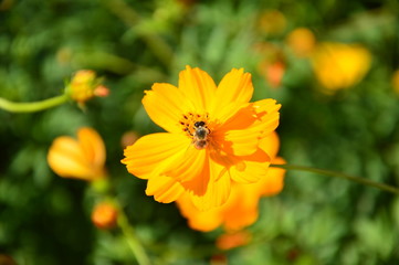 Blooming flower with bee searching honeydew